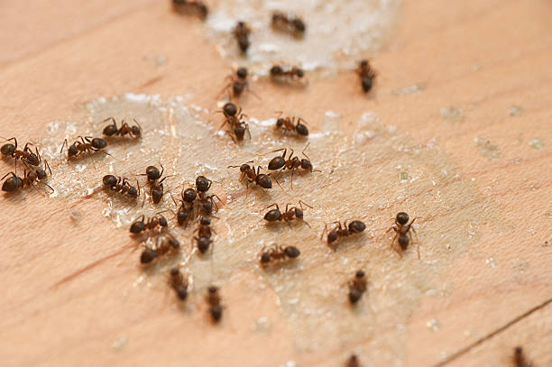 Best Cockroach Control Services  in Westhaven Moonstone, CA