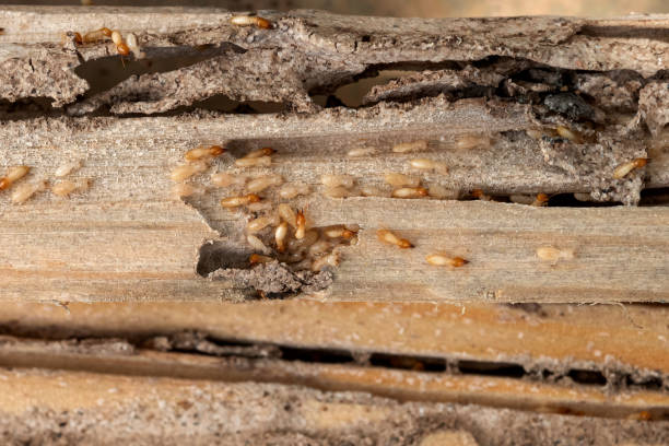 Best Best Pest Control Companies  in Westhaven Moonstone, CA